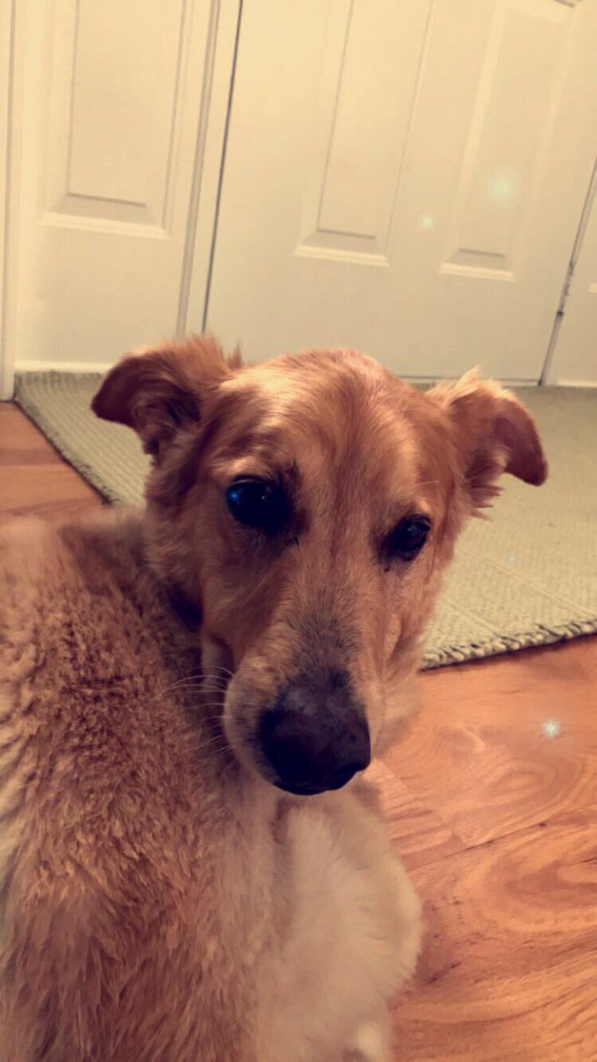 gracemarus3's tweet photo. rest in peace roscoe. thanks for being my best friend for 14 years. i’ll love and miss you forever❤️ https://t.co/8QmnK6BNny
