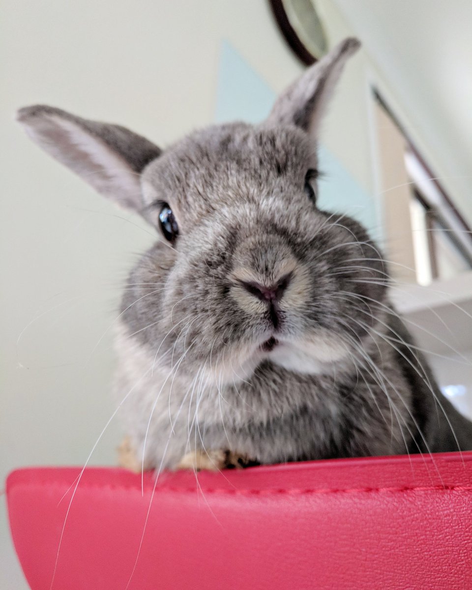 steph_vivienne's tweet image. When a bunny is more photogenic than you🐰