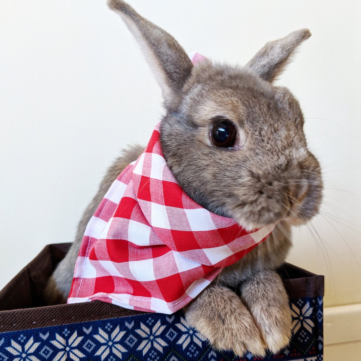 steph_vivienne's tweet image. When a bunny is more photogenic than you🐰