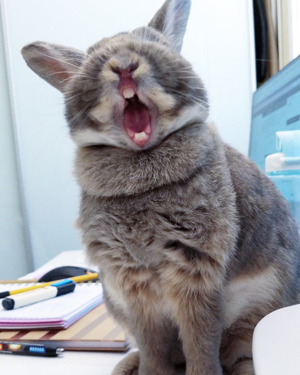 steph_vivienne's tweet image. When a bunny is more photogenic than you🐰