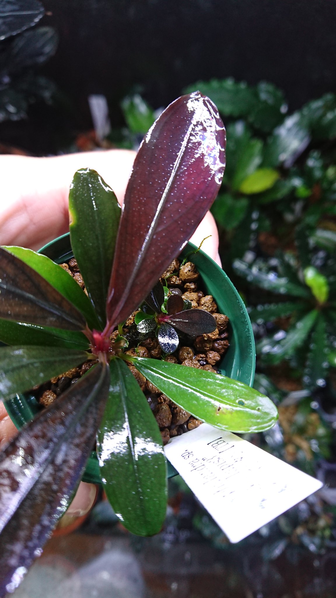 Bucephalandra sp. kayulapis5 ブセファランドラ カユラピス5
