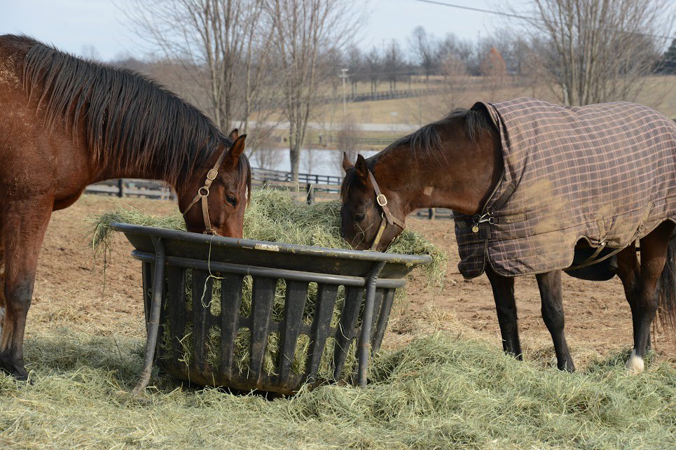 Oldfriendsfarm's tweet photo. Old Friends of the Day: GAME ON DUDE &amp; LITTLE MIKE.  When lunch is @StandleeForage hay, nothin' stands in their way! #nosedeep Photo @battles_laura https://t.co/ItAKUbmiqK