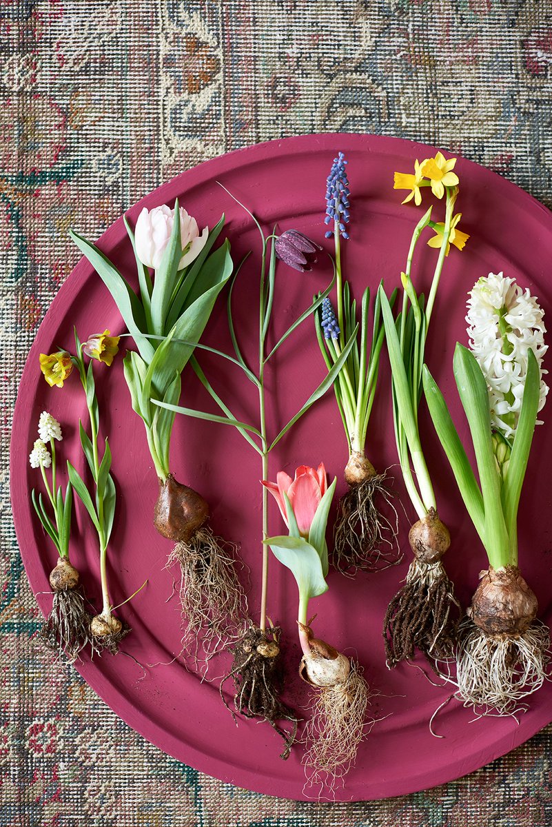 watplantendoen's tweet photo. Het voorjaar is op komst en de voorjaarsbrengers horen daar natuurlijk bij. De narcis, muscari, hyacint, tulp en kievitsbloem zijn de woonplanten van de maand Maart! https://t.co/84c151QbJ0 #wpvdm https://t.co/nNwKWEKwdU