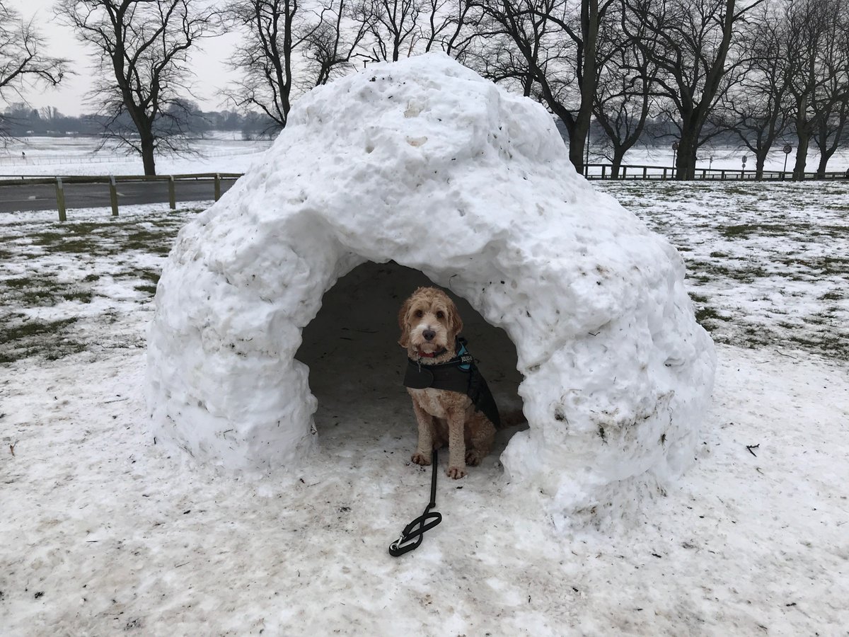 winstonthemut's tweet photo. My new dog cave... #dogloo https://t.co/1Zk0Mjkyxr