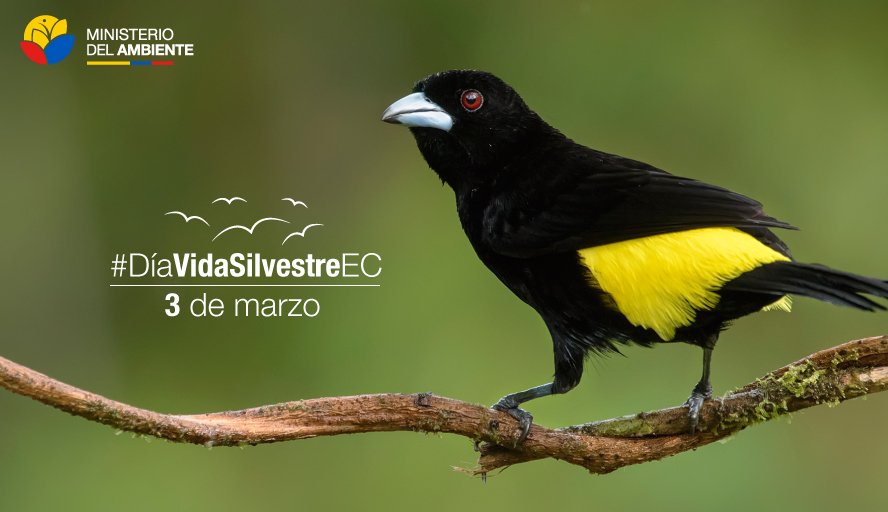 EcuadorMAE's tweet photo. Todos somos responsables de la protección de nuestros animales silvestres, no los compres ni los vendas. #DíaVidaSilvestreEC https://t.co/oTInP36BHg