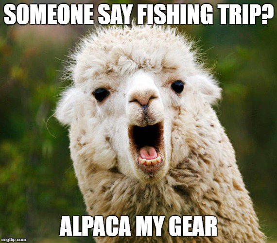 Mosquito Angling (@mosquitoangling) on Twitter photo 