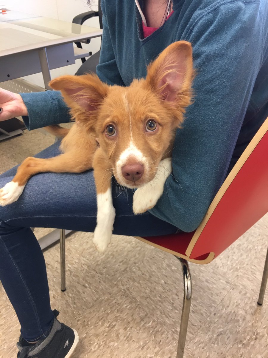 border collie chihuahua mix name