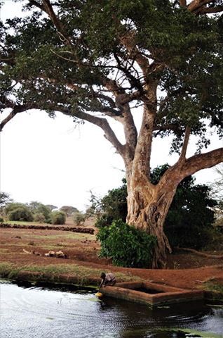 A boy fetched water in a natural spring in Amboseli - it’s not hard to see why the fig tree is so sacred.