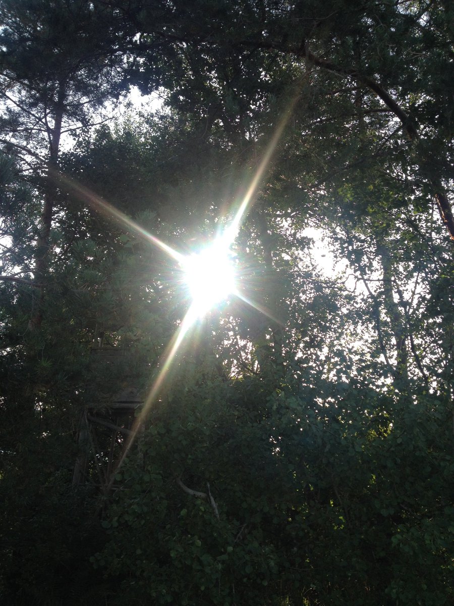 ManuelaMravlak's tweet photo. More magic and a magical view...
Radiantly beautiful moments. ✨🌲💚🍃✨

#MMMPhotos #MMMWords #Tree #MyPowerTree #Nature #NaturePhotography #Magical #magicalmoments @DubberTrevor @Carla_Dv7 @Loobydoobs @scarboo @DjDrummerwhiz77 @vincianebe @JuliK317 @Lizzie_graupe @KatAltitude https://t.co/vHAHuyN7qR