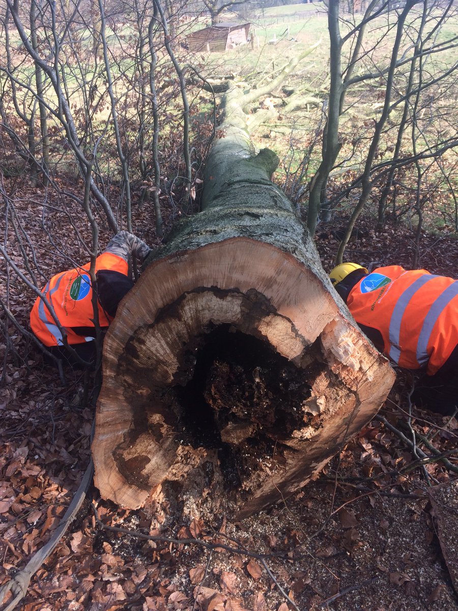 LBoomService's tweet image. Het was de afgelopen weken wel fris, volgens sommigen erg koud. Maar gewoon door kunnen werken voor een klant in Arnhem. Veiligheidsdunning en onderhoudsnoei van de bomen. En zelfs met deze kou al een luchtballon gezien.