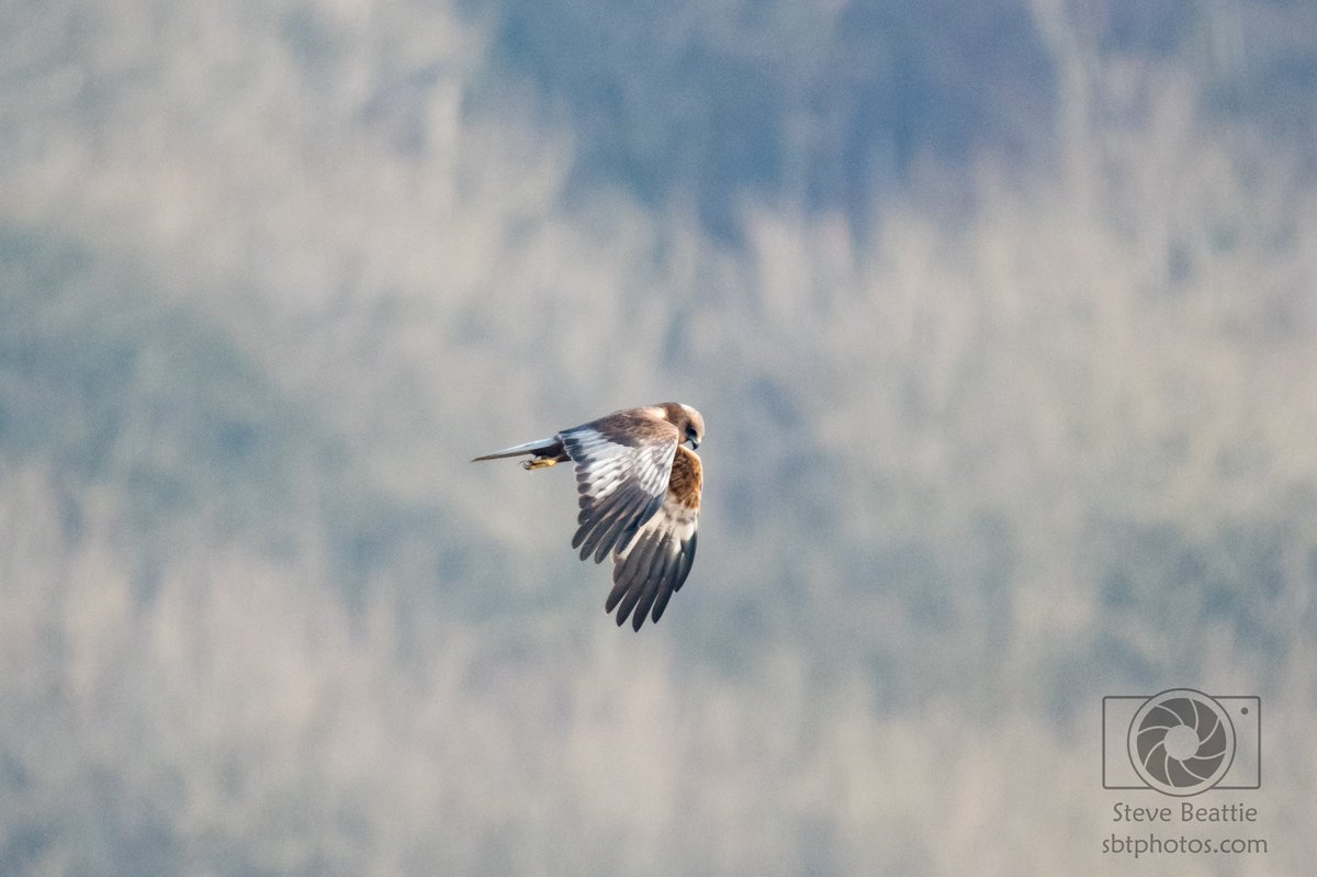 SBT_Media's tweet photo. Fab trip to RSPB Leighton Moss today #RSPB @Natures_Voice #wildlifephotography #nikonphotography https://t.co/hFY6si33u2