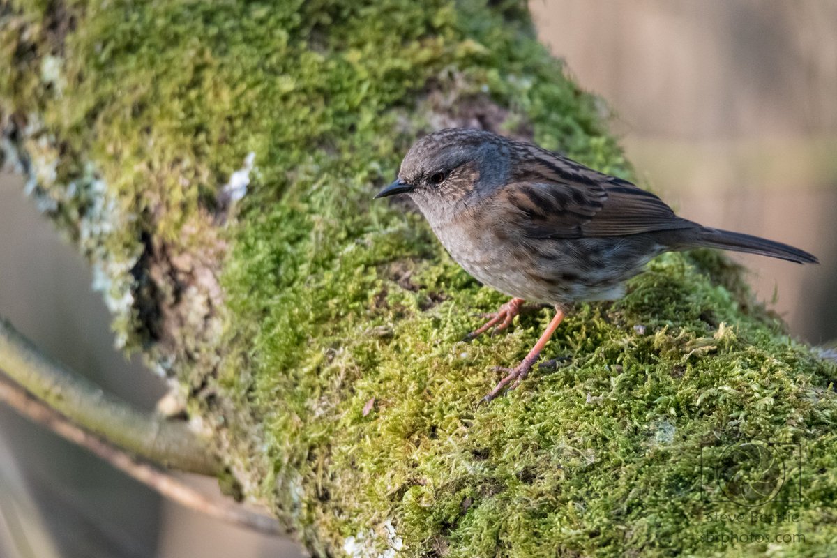 SBT_Media's tweet photo. Fab trip to RSPB Leighton Moss today #RSPB @Natures_Voice #wildlifephotography #nikonphotography https://t.co/hFY6si33u2