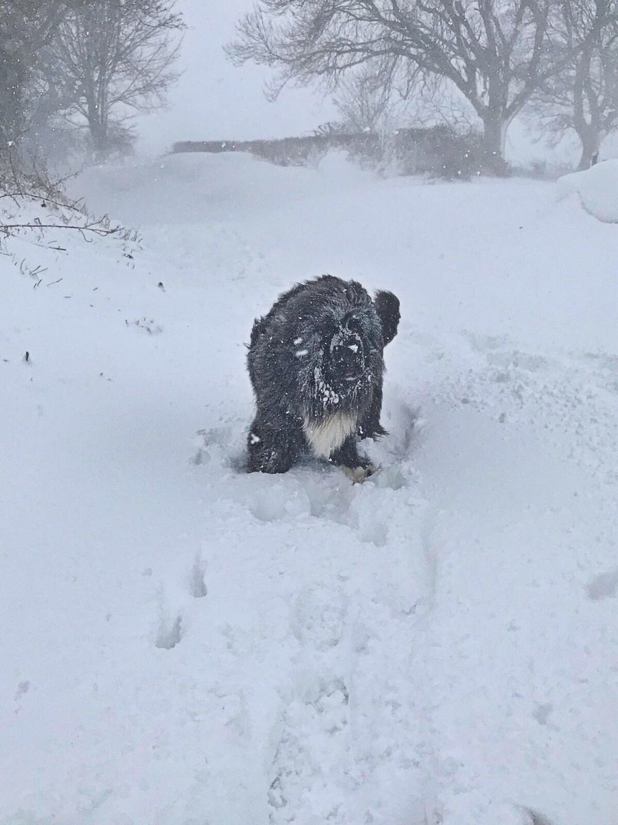 bex1982x's tweet photo. Boris the beast from Guyzance #Northumberland @NorthumbToday @thismorning https://t.co/ZWxFdexel8