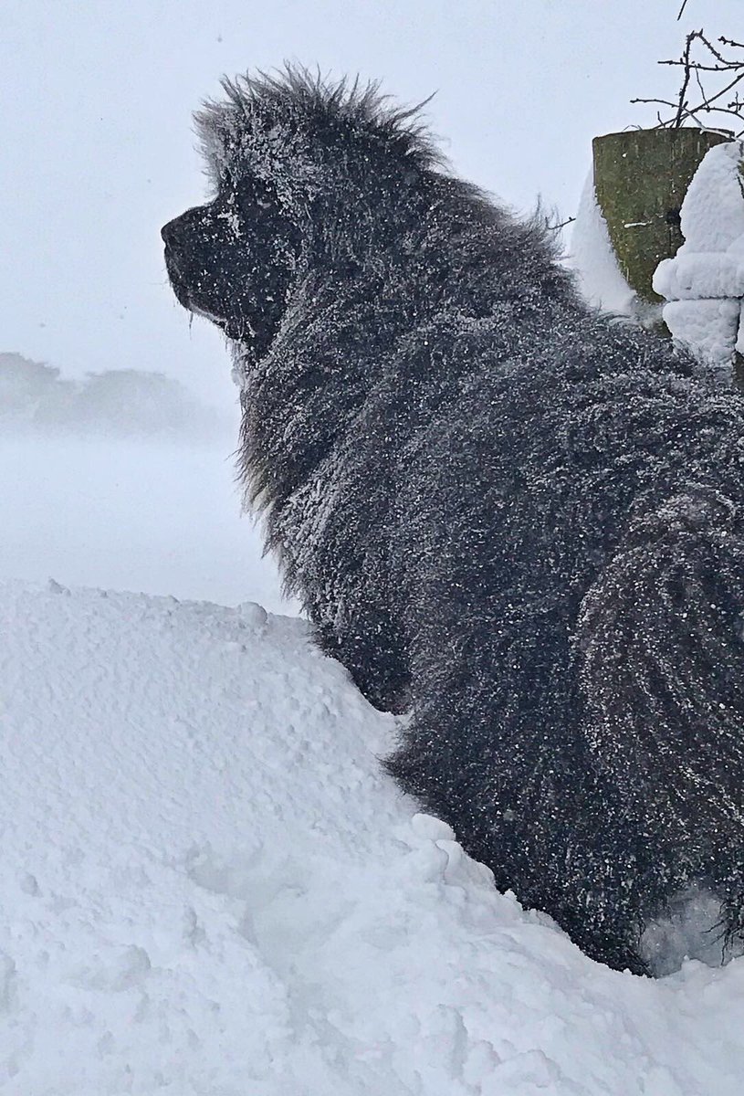bex1982x's tweet photo. Boris the beast from Guyzance #Northumberland @NorthumbToday @thismorning https://t.co/ZWxFdexel8