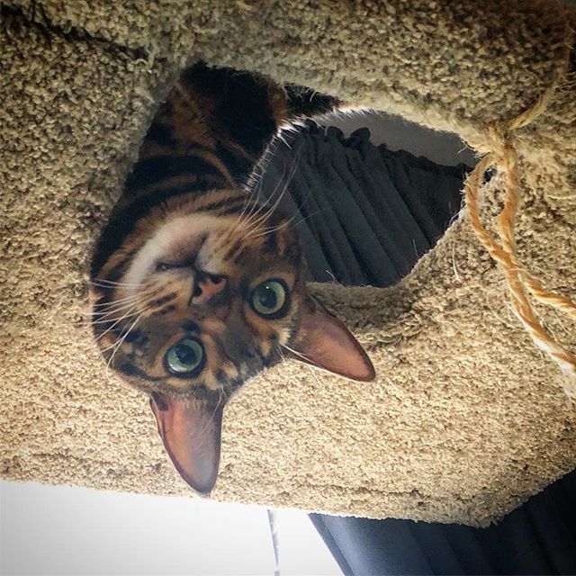 NeelixtheBengal's tweet photo. Can I help you? #upsidedown #upsidedowncat #cattree #curiouscat .
.
.
#bengal #cat #bengalcat #bengals #cats #kitty #kittycat #bengalcats #bengalcatsoninstagram #bengalcatsofinstagram #catsofinstagram #crazycat #marbledbengal #sillykitty  #catstagram #ki… https://t.co/GogFyxGvMs https://t.co/GGvO8022tR