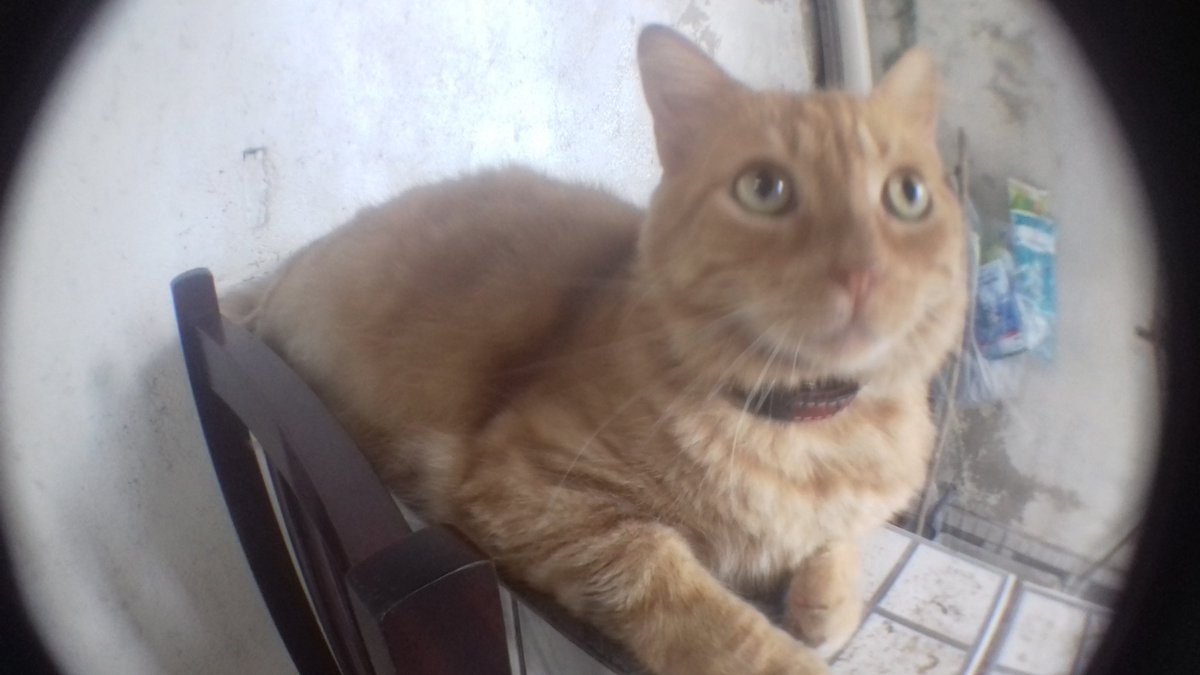 ThiagoM65940367's tweet photo. Na foto podemos observar 2 gatos...Mais ambos não são vira latas!!! https://t.co/AmkWqzsaHr