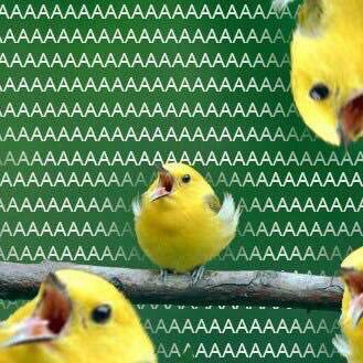 spadaforabobo's tweet image. Aaaaaa lpm
ESPECIAL LUCAS SPADAFORA