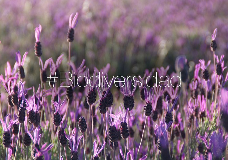 España atesora más del 80% de todas las especies de plantas silvestres europeas. #FBiodiversidad20 #DíaMundialDeLaVidaSilvestre