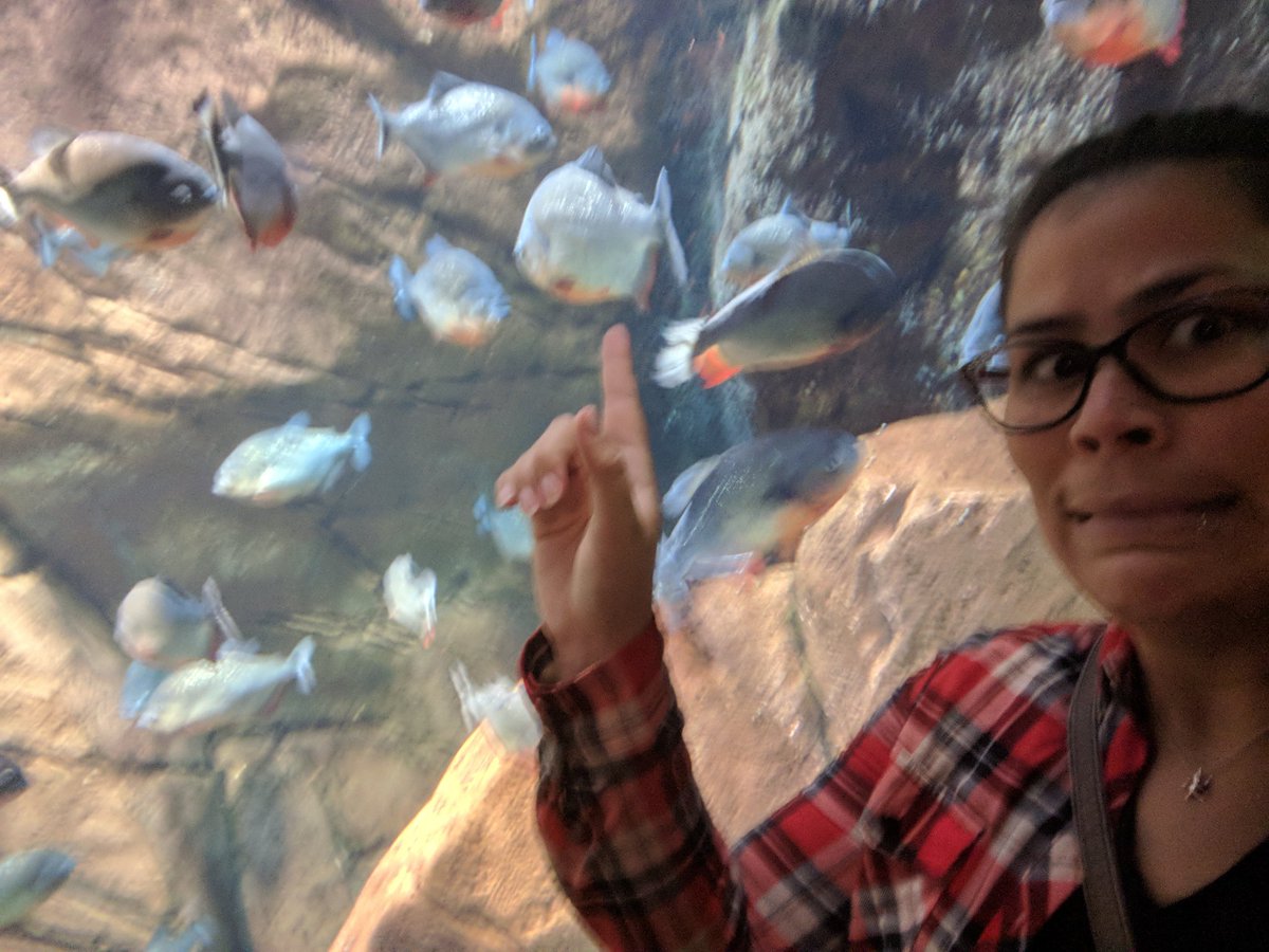 ileanamfreytes's tweet photo. I'M A PIRHANA. I LIVE IN THE AMAZON. #ScaryFish #FindingNemoReference https://t.co/U6gxp0flqL