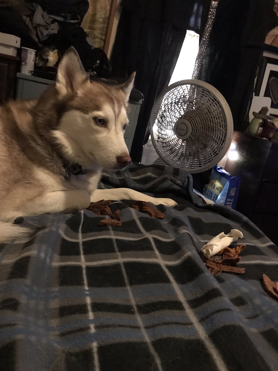 LunaSheetzhusky's tweet photo. Good morning from Luna @luna_sheetz #lunasheetzthehusky #husky #huskygoddess #huskyphotography #huskyhasmyheart #huskylife https://t.co/TqPerIgl72