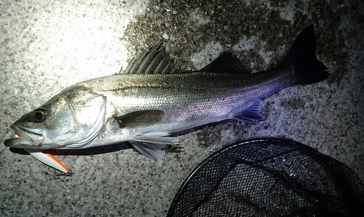 リバーシーバス絶好調でござい Kwkm 川中島のイラスト リバーシーバス絶好調でござい Kwkm 川中島のイラスト