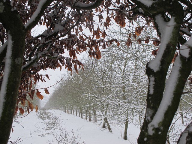highbankorchard's tweet photo. So beautiful in the orchards today before the thaw and after the pruning #highbankorchards https://t.co/3uxIubHINM