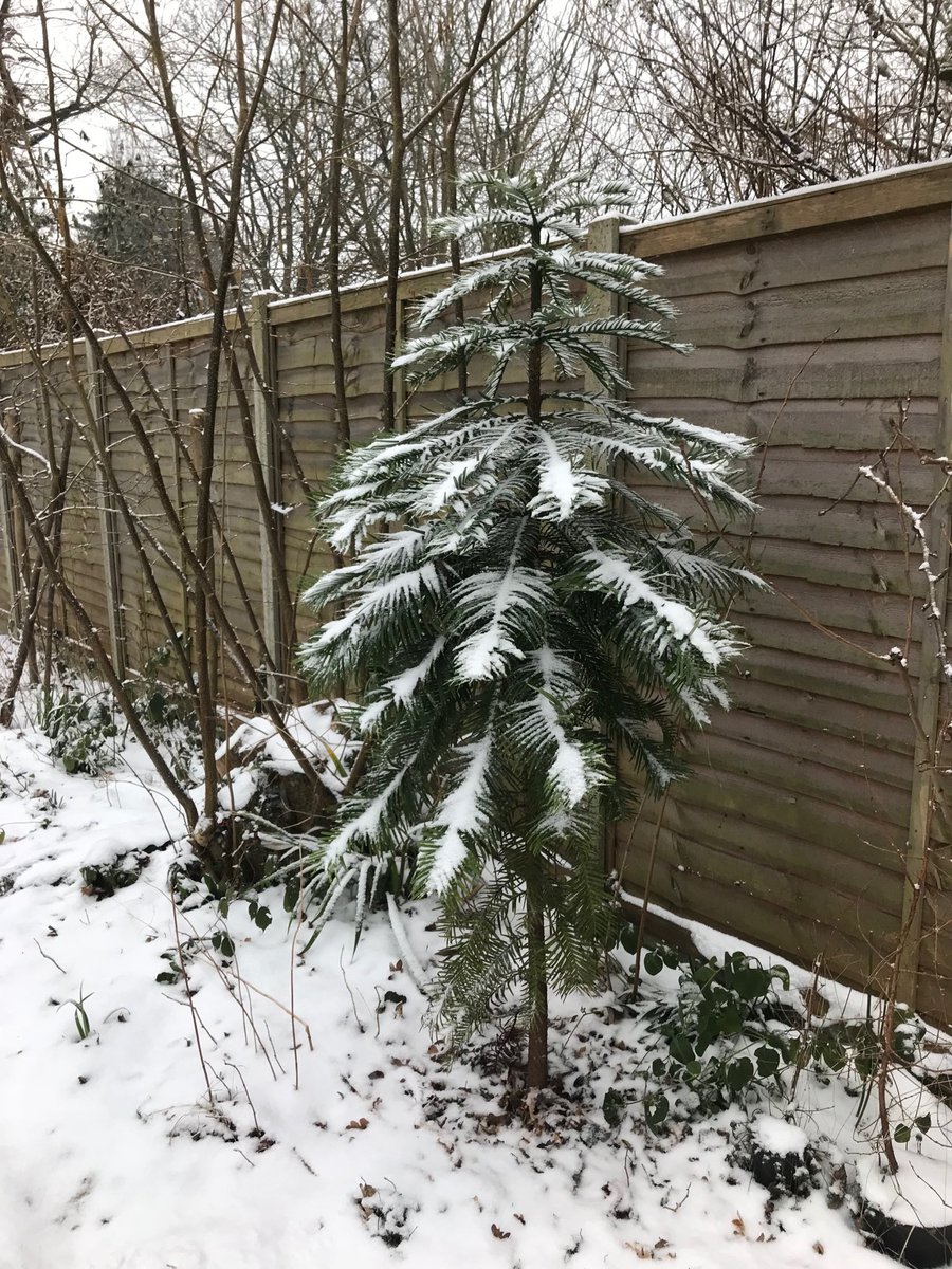 BioForestry's tweet photo. My Wollemi survived this weeks -10 degree blast 😊 https://t.co/ItBrsG7YIr