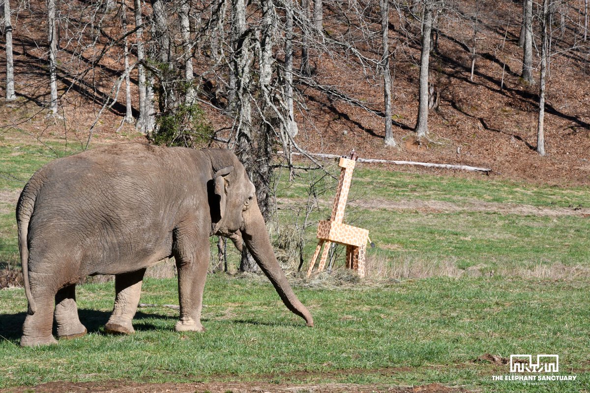 Happy #WorldWildlifeDay! Check out our latest EleNote for a timeline of the past year's achievements for elephant conservation and welfare. #DoOneThingToday to make a difference and help wildlife conservation. bit.ly/2CQheaE