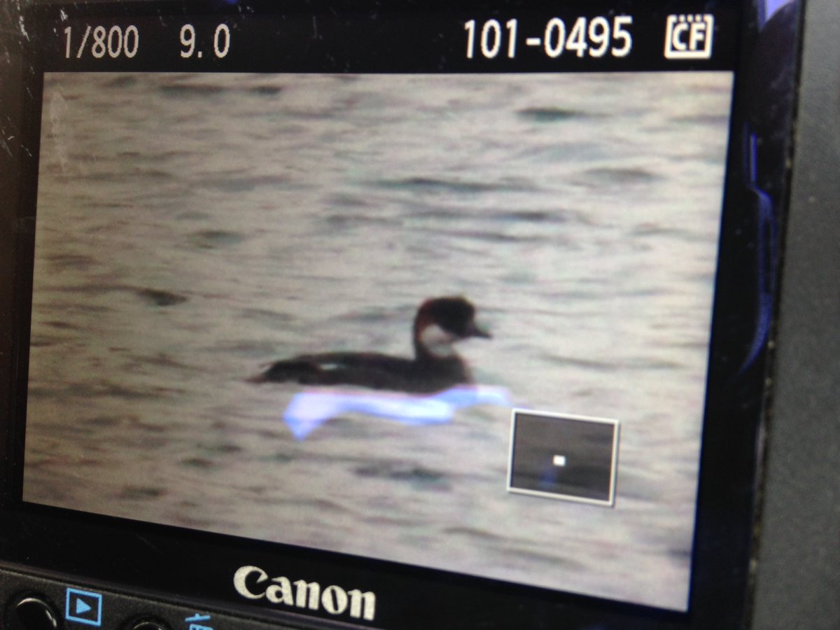 BOC shot of the fem/imm Smew - 4 Snipe so far and a good count of 10 GC Grebes :-) <a href="/Conningbrook/">Conningbrook Lakes</a> <a href="/KwtWill/">Will Douglas</a> <a href="/IanrKWT/">Ian Rickards</a> <a href="/KentWildlife/">Kent Wildlife Trust</a>