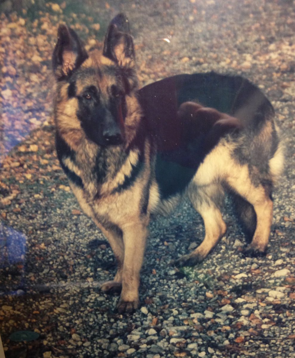 ewachriz's tweet photo. Min älskade hund #jacksson i Skåne. Han följde mig överallt ❤️ https://t.co/0NXlyyWgaA