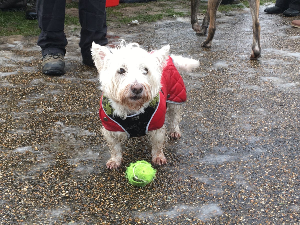 StonebridgeLock's tweet photo. Walk your pooch regularly on the wilds of #TottenhamMarshes? Believe in community-led safeguarding of our #secretlocal? Join in our #dogwalker #2minLitterPick initiative. Contact @StonebridgeLock to find out more https://t.co/n3ASkg5mmg #lovewhereyoulive #dogsoftwitter https://t.co/j23KgFh2ll