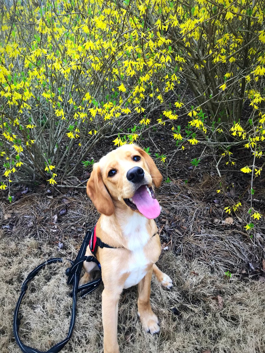 abbsw1998's tweet photo. Last night my roommate got in a wreck &amp; she had jonas with her. Now she is in the ICU and my sweet baby boy is missing. I’m begging everyone to retweet and spread the word to bring him home. It happened in the toccoa GA https://t.co/CeiHYMxiSm