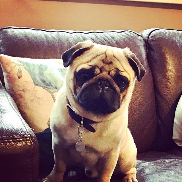 Just arrived for my weekend away St’Evenage ... ✈️🏡🛀 .
.
.
.
#pug #pugs #pugmania #cutepetclub #cutepuppy #pugdaily #pugsofinstagram #petsofinstagram #pet #pets #speakpug #dogs #dogsofinstagram #pugsofig #thetomcoteshow #obsessedwithpugs #puppiesofin… ift.tt/2FR3KOI