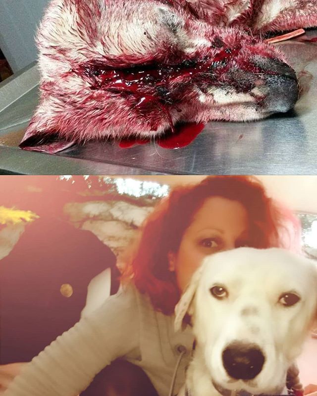 apostolidou_el's tweet photo. Στο @tobazaki ο Τζόνυ που έγινε Ορφέας. Η αγάπη που μεταμορφώνει ❤
#ΖωΕΣ #Ορφέας #adoptdontshop #againstanimalcruelty #rescueddog #dogsofinstadram #athens #greece https://t.co/NN35kh5lPO https://t.co/hInkMFu8qp