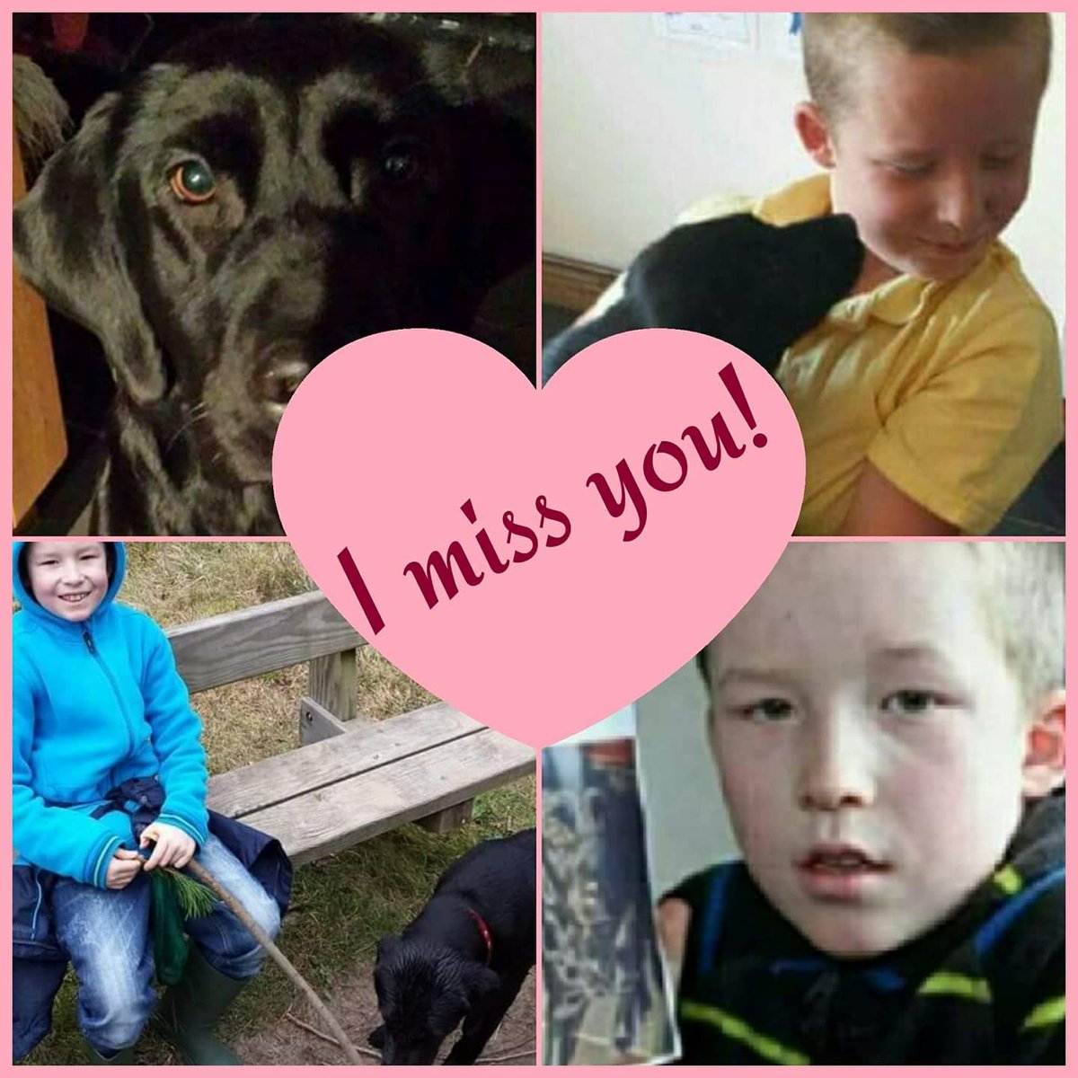 Help Find Rosie tweet media