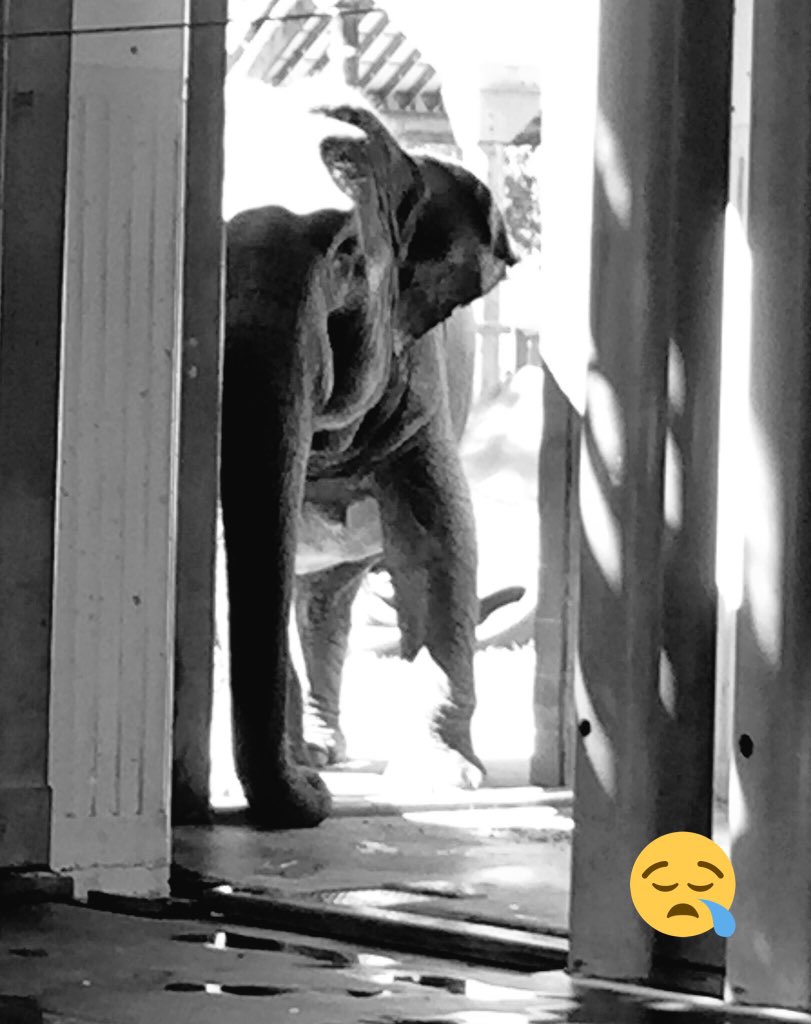 LEAPyeg's tweet photo. 1 of the loneliest #elephants in the world, Lucy at the Edmonton Valley Zoo. We want independent Vet evaluations at no cost to see if she could make it to sanctuary. Zoo says no, what are they hiding? Evaluation and transport at no cost to them! Something doesn’t add up! https://t.co/mx61rx0K6X