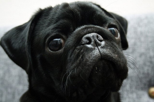 PugPics's tweet photo. cute Lobo https://t.co/X1Iy0LfNwa #Pugs https://t.co/catL9m7KLj