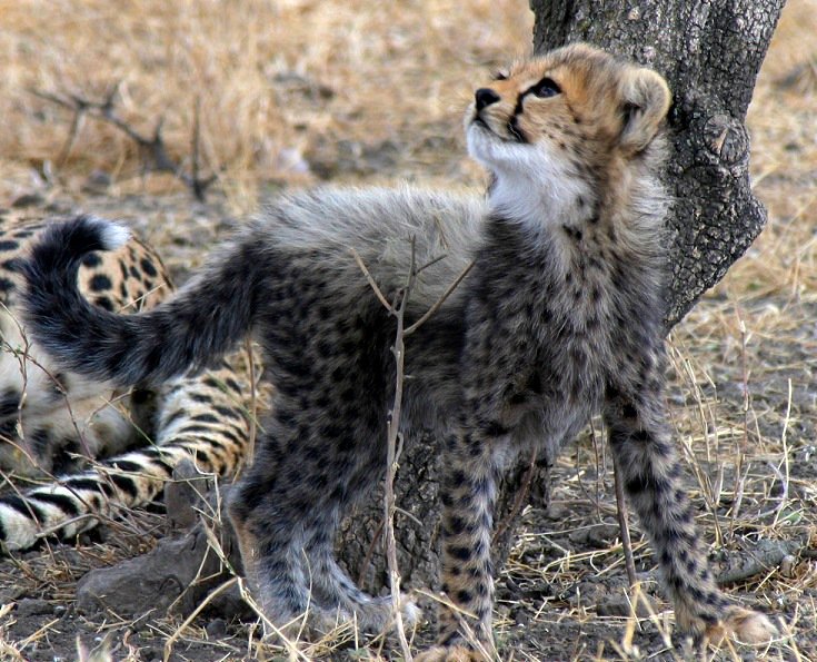 SarahMDurant's tweet photo. It is a little known fact that cheetahs have the #bestchins in the animal kingdom... #BigCats #WorldWildlifeDay https://t.co/kvpLqHGxhh