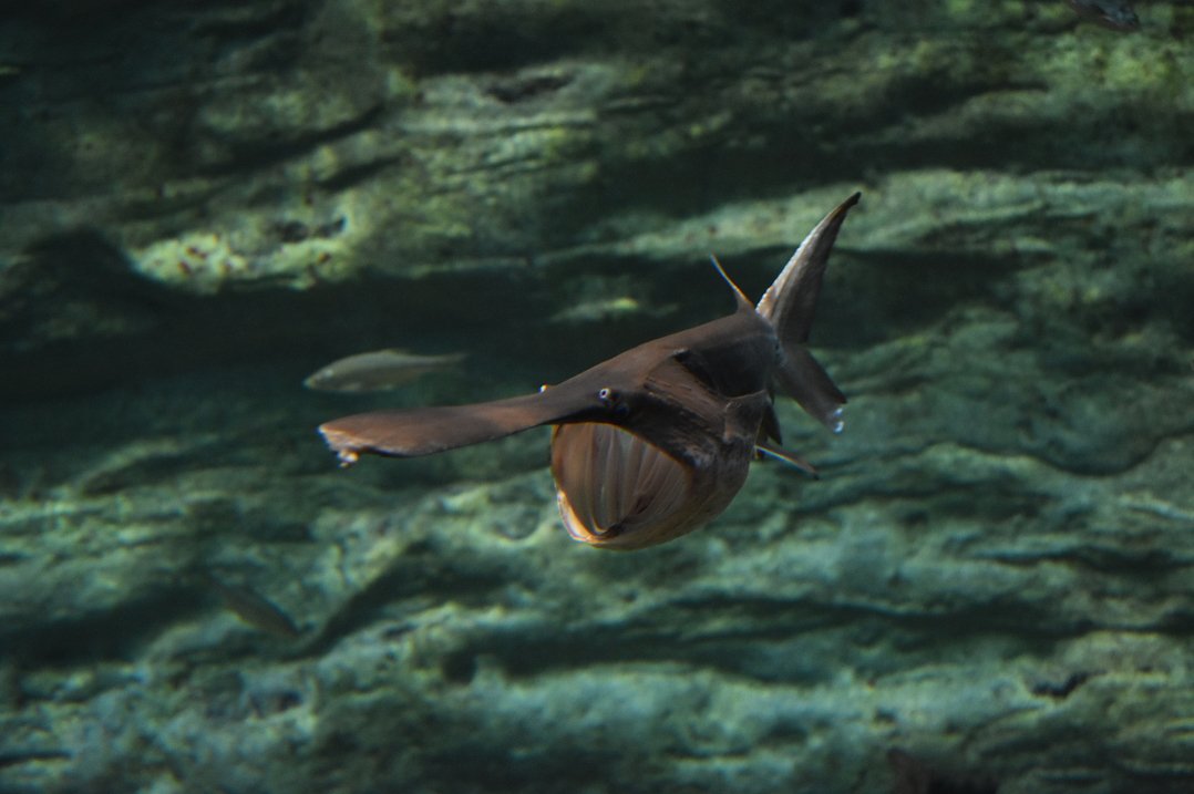 shedd aquarium on twitter