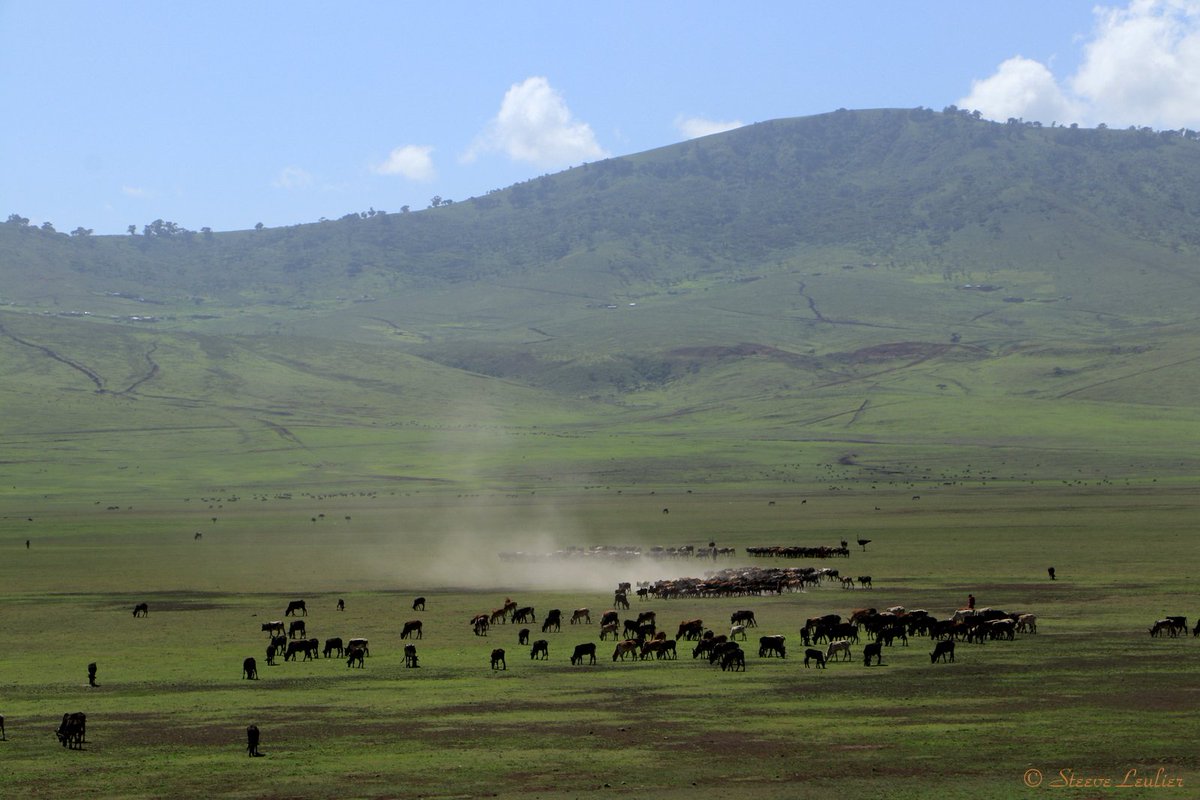#tanzanie #tanzania #ngorongoronationalpark #ngorongoro #parcnational #afrika #afrique #africananimals #wild #wildlife #africanimals #massai #maassaï #masai #masaï
