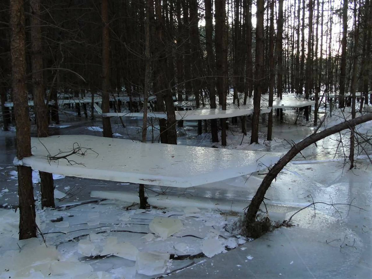 iamcais's tweet image. Když v zatopeném lese zamrzne hladina, pak voda opadne a zamrzne znovu…