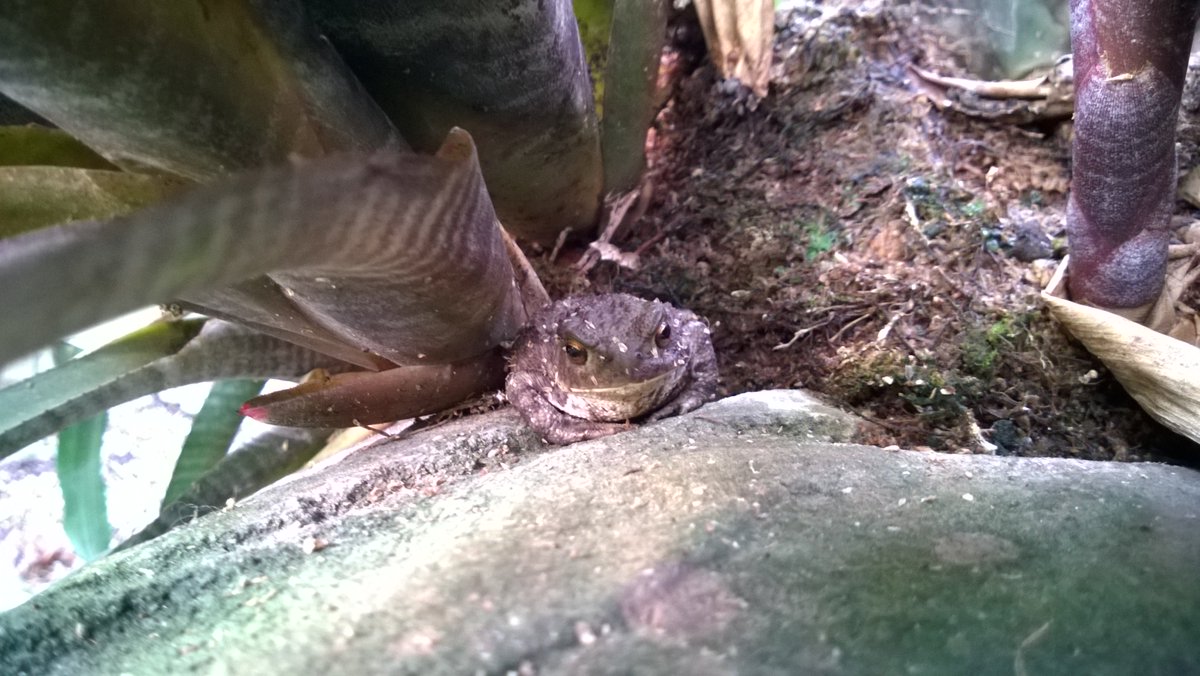 MrRPress's tweet photo. Today's wildlife at Wisley 🦋🐸🐦🕊️ https://t.co/aU4wuUcZbl