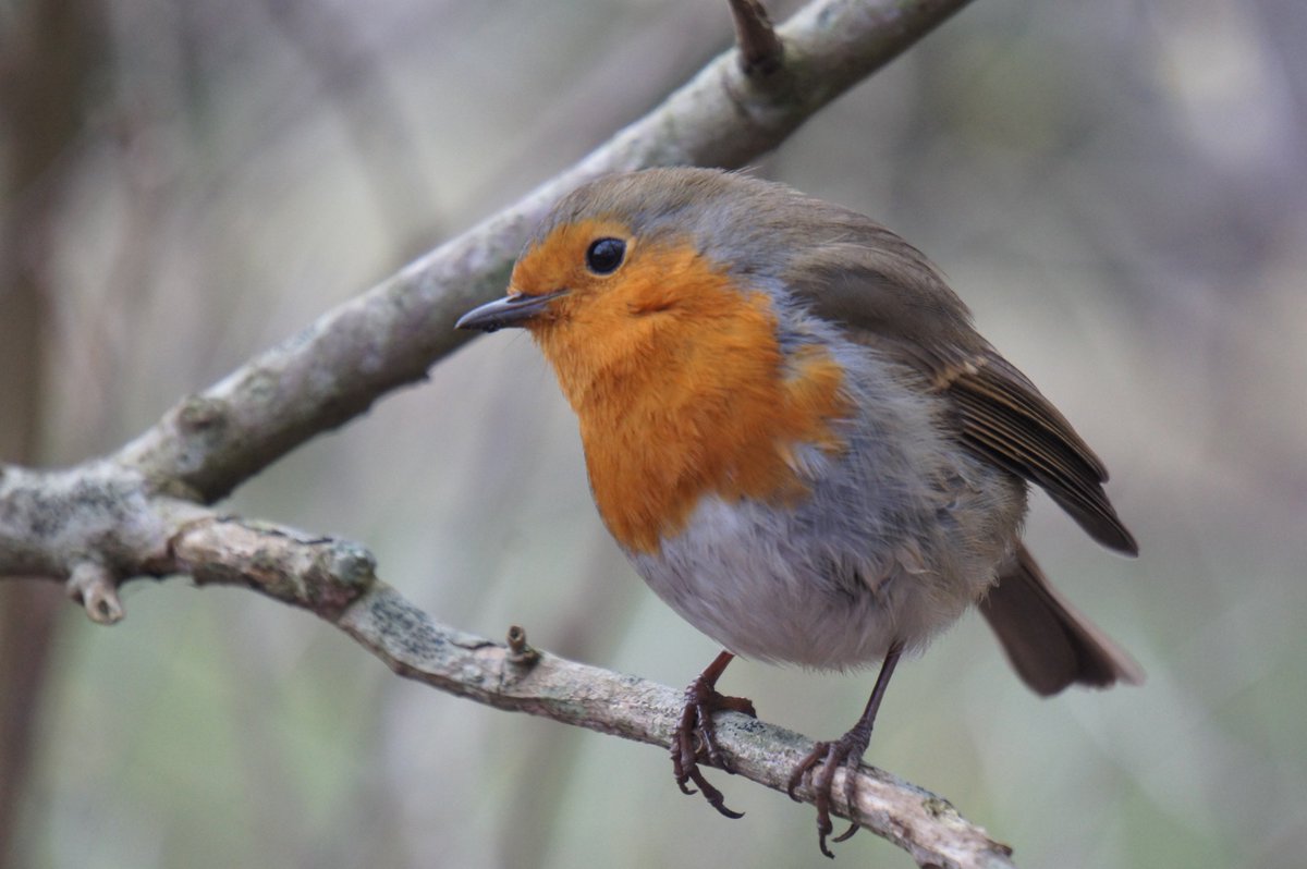 MrRPress's tweet photo. Today's wildlife at Wisley 🦋🐸🐦🕊️ https://t.co/aU4wuUcZbl