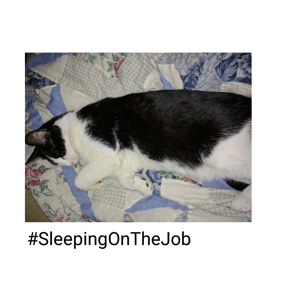 Bunglify's tweet image. #MyPetIsMyTherapist because she&apos;s an excellent listener...

And she works for treats.