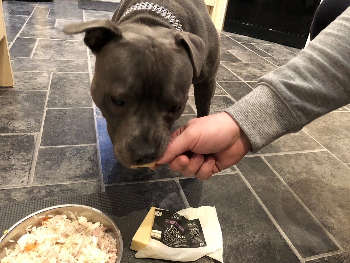 BlueStaffieRoxy's tweet photo. A bit of cheese 🧀 before dinner 🍴 🐾🐶❤️ on #StaffieSaturday 
#cheeseforsaffi 
@SaffiTheStaffie 
#StaffordshireBullTerrier 
@SoppyStaffiesUK @Staffie_Lovers @Staffie_Lovers https://t.co/kPB2tg0tDM