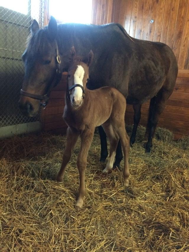 KentuckyDerby's tweet image. Before they were on the Road to #KyDerby 144....

Tales from the Crib: Good Magic❤️bit.ly/2oxblur
