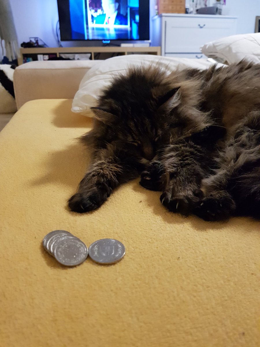 lookfortyranja's tweet image. #catflow 🔥