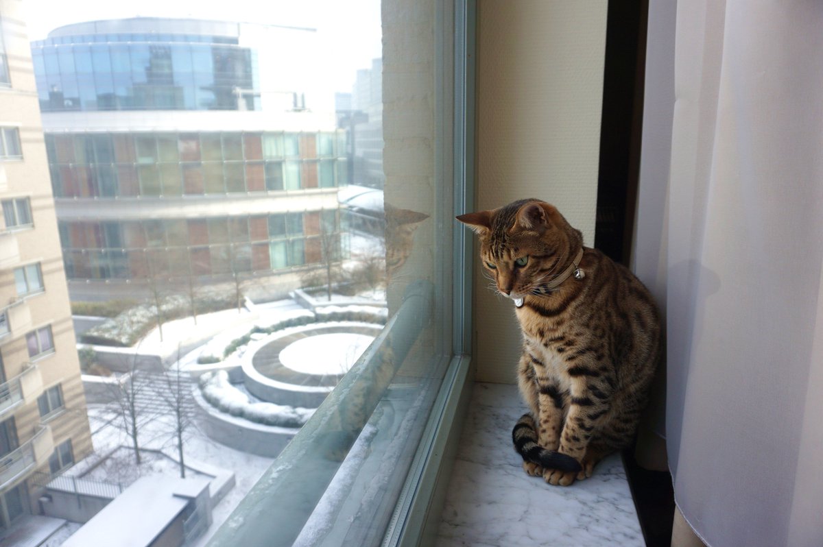 kirakiramikko's tweet photo. アルタはベッドルームの窓から雪景色眺めて大満足でしたミャン。ｍｍ～～満足～の伸び伸びアルタ😺　#bengalcats #bengalcat #snow #saturdaymorning #Cat #EU https://t.co/hSeFAUJAXO