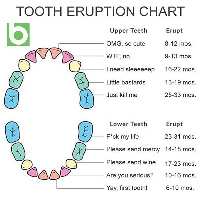 bossyourbirth's tweet image. A handy chart for new parents. In our house we have recently finished allllll of the baby teeth cutting. Woohoo!
.
.
.
.
#babyteeth #bossyourbabycare #tootheruption #newbaby #newparent #newmum #fmlteething #babyteething #teething ift.tt/2oLjTgI