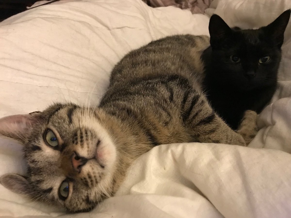 BloggingGems's tweet photo. How could you not feel better looking at this? 🐱 #MyPetIsMyTherapist #CatsOfTwitter https://t.co/IHbcQp3dZo